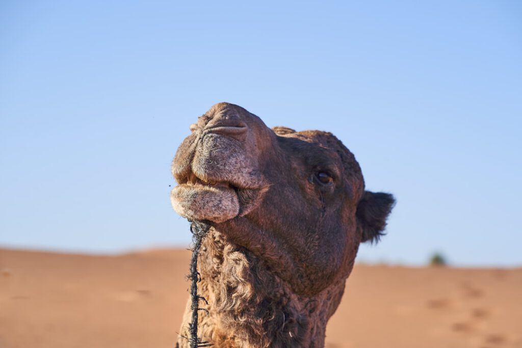 brown camel on brown sand during daytime